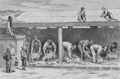 Sheep Shearing, ok. 1880, z "Australian Pictures" autorstwa Howarda Willoughby, opublikowane przez Religious Tract Society, Londyn, 1886 autorstwa English School