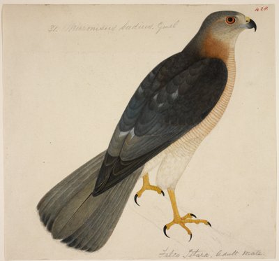Shikra lub „Badius Hawk” autorstwa English School