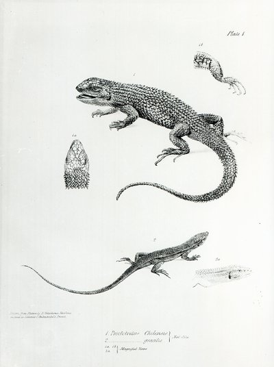 Iguana gontem, ilustracja z „Zoologii podróży H.M.S Beagle, 1832-36” autorstwa Karola Darwina autorstwa English School