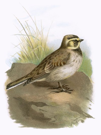 Brzeg Lark autorstwa English School