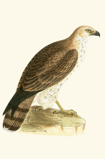 Orzeł krótkopalczasty, ilustracja z „Historii ptaków Europy nieobserwowanej na wyspach brytyjskich” Charlesa Roberta Bree (1811-86), opublikowana w 1867 r. autorstwa English School