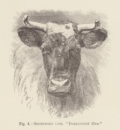 Krowa rasy Shorthorn, "Darlington 15" (rycina) autorstwa English School