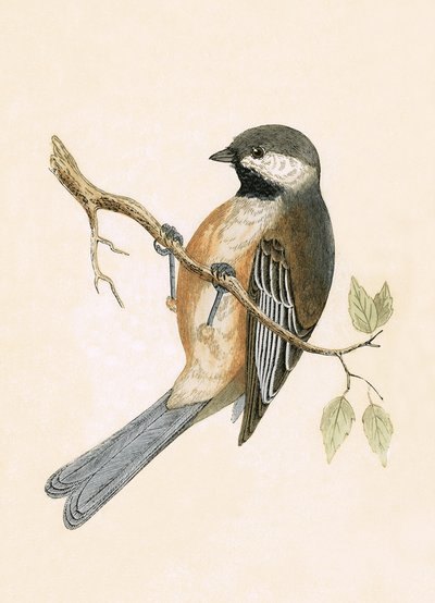 Sikora syberyjska, ilustracja z „Historii ptaków Europy nieobserwowanych na wyspach brytyjskich” Charlesa Roberta Bree (1811-86), opublikowana w 1867 r. autorstwa English School