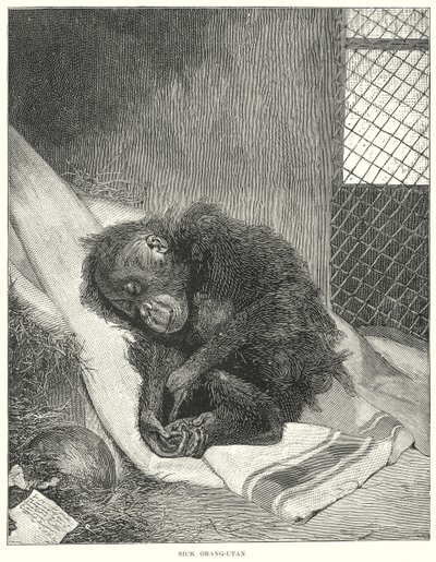 Chory orangutan (grawerunek) autorstwa English School