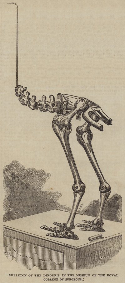Szkielet Dinornis, w Muzeum Królewskiego Kolegium Chirurgów (rycina) autorstwa English School