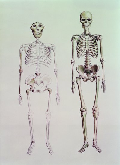 Szkielety Australopithecus Boisei i Homo Sapiens autorstwa English School