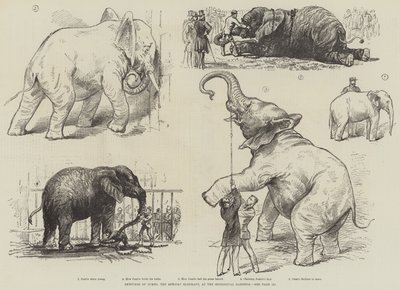 Szkice słonia afrykańskiego Jumbo w ogrodach zoologicznych (lito) autorstwa English School