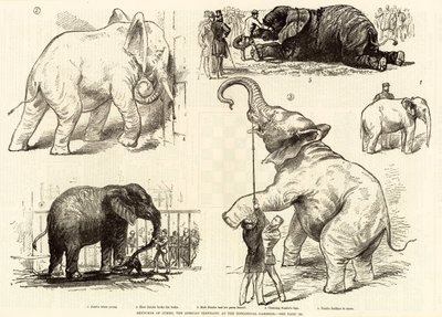 Szkice Jumbo, słoń afrykański, w ogrodach zoologicznych autorstwa English School
