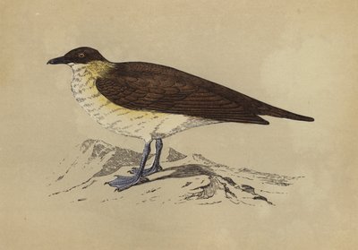 Skua (kolorowa litografia) autorstwa English School