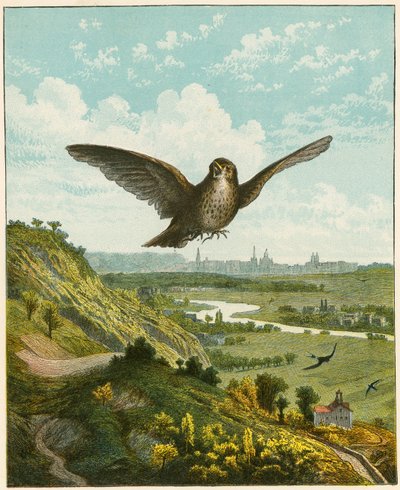 Skowronek autorstwa English School
