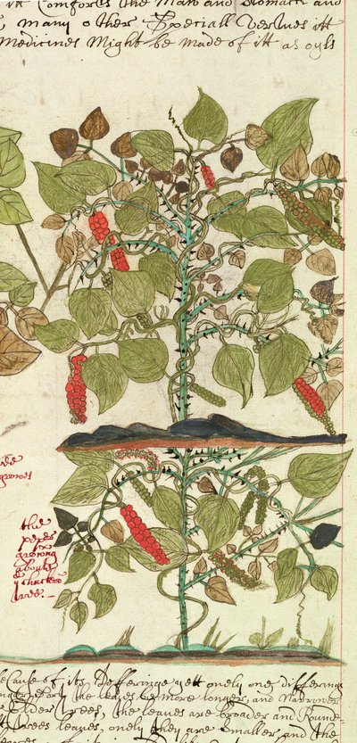 Sloane 4013 f.7 Det. Roślina pieprzu z „Opisów roślin indyjskich” autorstwa English School