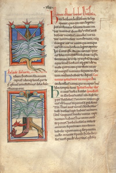 Sloane Ms 1975 fol.48 Bazylika ziołowa autorstwa English School