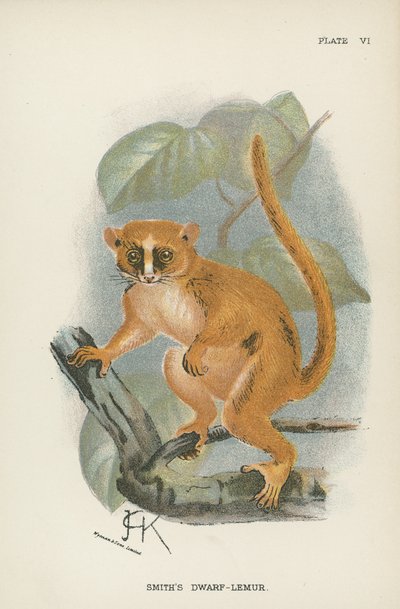 Kowal Karzeł-Lemur autorstwa English School
