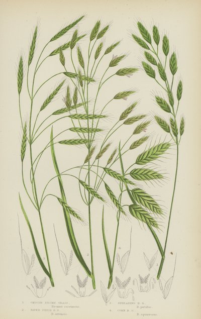 Stokłosa gładka, stokłosa polna, stokłosa rozpierzchła, stokłosa kukurydziana (kolorowa litografia) autorstwa English School