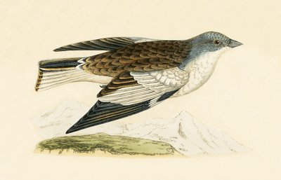 Dziwonia śnieżna, ilustracja z „Historii ptaków Europy nieobserwowanej na wyspach brytyjskich” Charlesa Roberta Bree (1811-1886), opublikowana w 1867 r. autorstwa English School