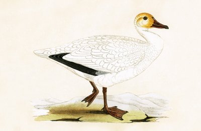 Śnieżna gęś, ilustracja z „Historii ptaków Europy nieobserwowanej na wyspach brytyjskich” Charlesa Roberta Bree (1811-1886), opublikowana w 1867 r. autorstwa English School