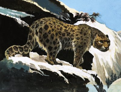 Snow Leopard autorstwa English School