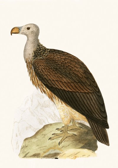 Sociable Vulture, ilustracja z „Historii ptaków Europy nieobserwowanych na wyspach brytyjskich” Charlesa Roberta Bree (1811-86), opublikowana w 1867 r. autorstwa English School