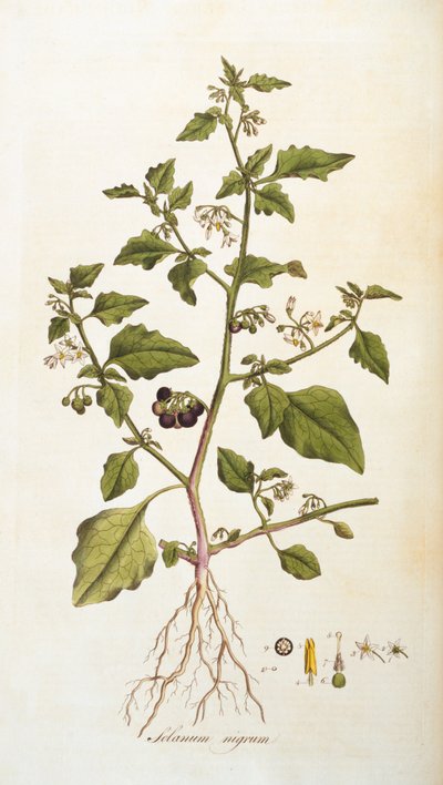 Solanum nigrum [psianka], ilustracja z Flora Londiniensis [Kwiaty Londynu] Williama Curtisa, wydana 1777-98 (kolorystyka) autorstwa English School