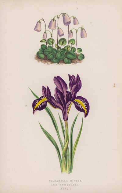Soldanella Minima; Iris Reticulata (kolor lito) autorstwa English School