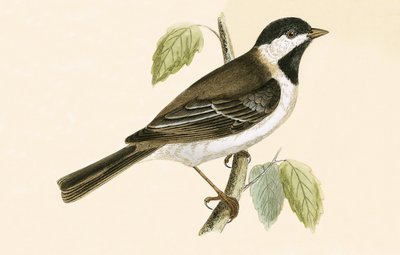 Sombre Tit, ilustracja z „Historii ptaków Europy nieobserwowanych na wyspach brytyjskich” Charlesa Roberta Bree (1811-86), opublikowana w 1867 r. autorstwa English School