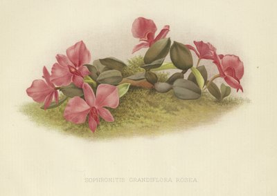 Sophronitis grandiflora rosea autorstwa English School