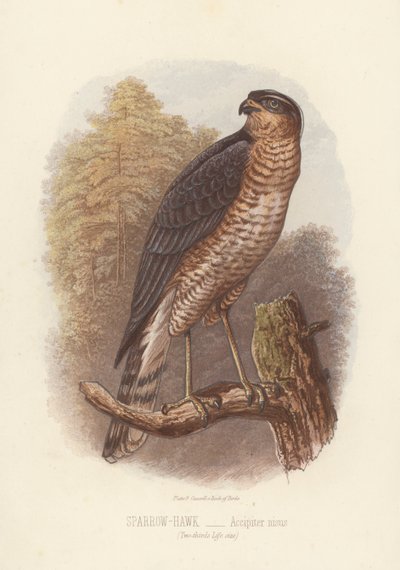 Krogulec, Accipiter Nisus (kolorowa litografia) autorstwa English School