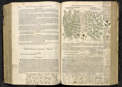 Speedwell, strona 500-501 z „The herbball or Generall history of plantes” Johna Gerarda autorstwa English School