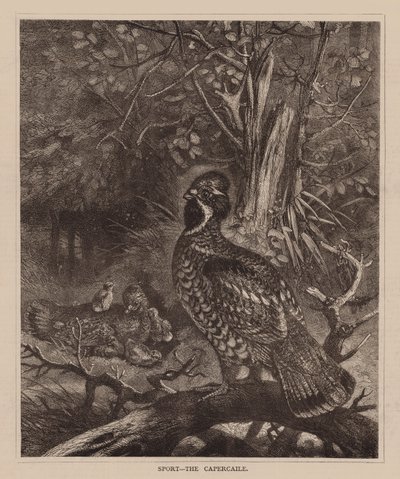 Sport, The Capercaile (grawerunek) autorstwa English School
