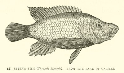 Ryba św. Piotra (Chromis Simonis), z Jeziora Galilejskiego autorstwa English School