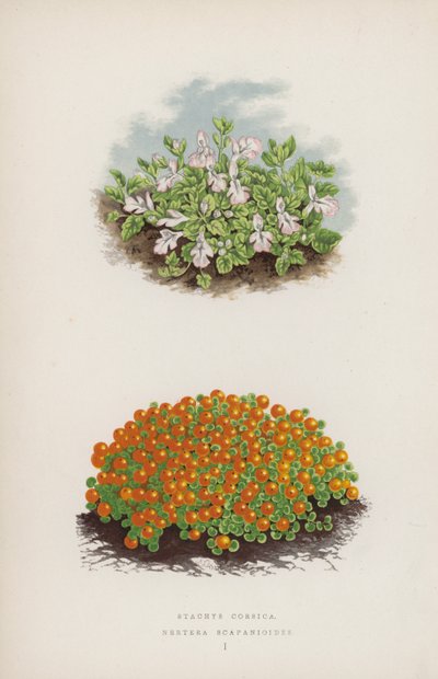 Stacyhysa korsyka; Nerthurae scapaniloides (kolor lito) autorstwa English School