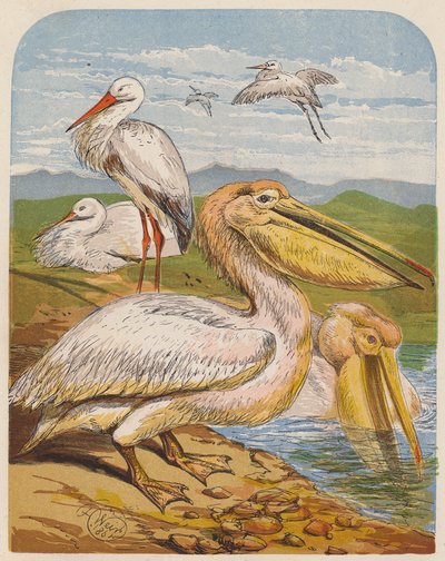 Bociany i pelikany (kolorowa litografia) autorstwa English School