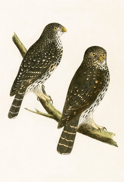 Strix Pusilla, ilustracja z „Historii ptaków Europy nieobserwowanej na wyspach brytyjskich” Charlesa Roberta Bree (1811-86), opublikowana w 1867 r. autorstwa English School