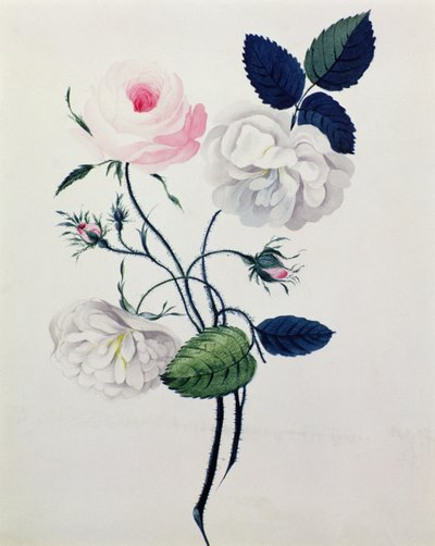 Studium białych i różowych róż, ok. 1820 (akwarela na papierze) autorstwa English School
