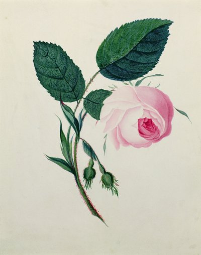 Studium różowej róży, ok. 1820 (wc na papierze) autorstwa English School