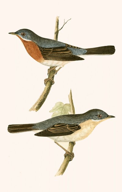 Wodniczka alpejska, ilustracja z "A History of the Birds of Europe Not Observed in the British Isles" autorstwa Charlesa Roberta Bree (1811-86), opublikowana w 1867 r. autorstwa English School