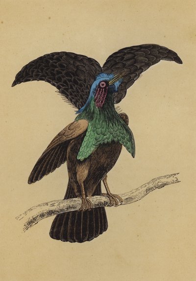 Superb Bird of Paradise (kolorowa litografia) autorstwa English School
