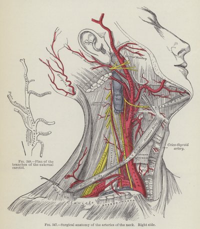 Anatomia chirurgiczna tętnic szyi, strona prawa (grawerowanie) autorstwa English School