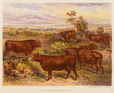 Bydło rasy Sussex i Devon (kolorowa litografia) autorstwa English School