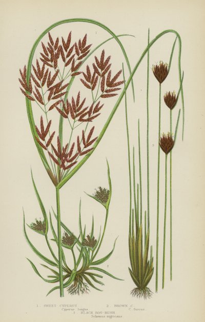 Cyperus słodki, Cyperus brunatny, Czarna gorączka bagienna (kolor lito) autorstwa English School
