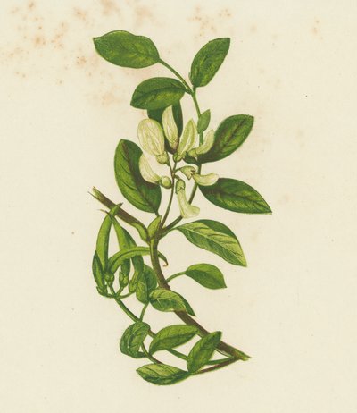 Wyka słodkolistna, Astragalus Glyciphyllus (kolorowa litografia) autorstwa English School