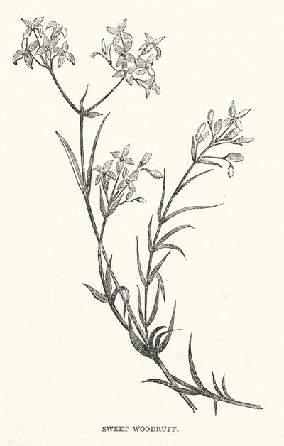 Sweet Woodruff (grawerunek) autorstwa English School