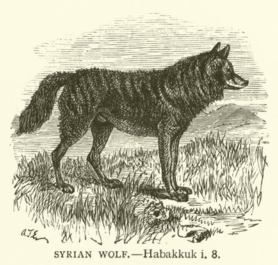 Wilk syryjski, Habakuk, i, 8 (rycina) autorstwa English School