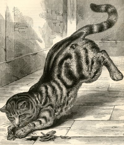 Kot tabby skaczący na mysz autorstwa English School