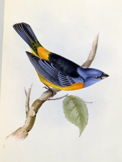Tanagra Darwini, płyta 34 z The Zoology of the Voyage of H.M.S. Beagle 1832-36, Charles Darwin (1809-92), 1840 autorstwa English School