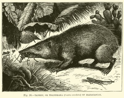 Tanrec lub Trandraka (Centetes ecaudatus) z Madagaskaru autorstwa English School
