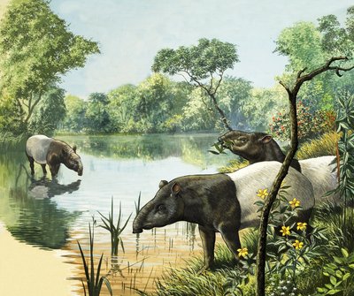 Tapiry, ilustracja z Krainy Czarów Natury autorstwa English School