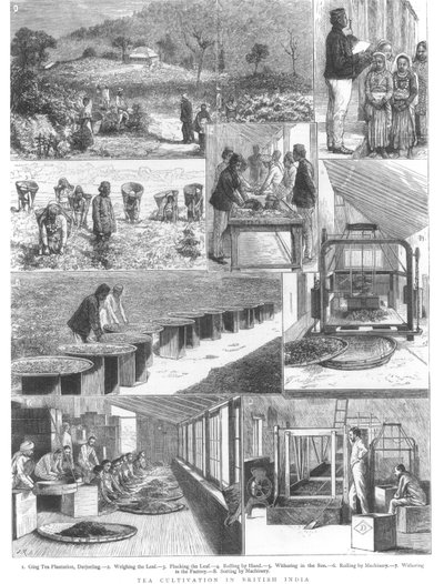Uprawa herbaty w Indiach Brytyjskich, 1876 r. autorstwa English School