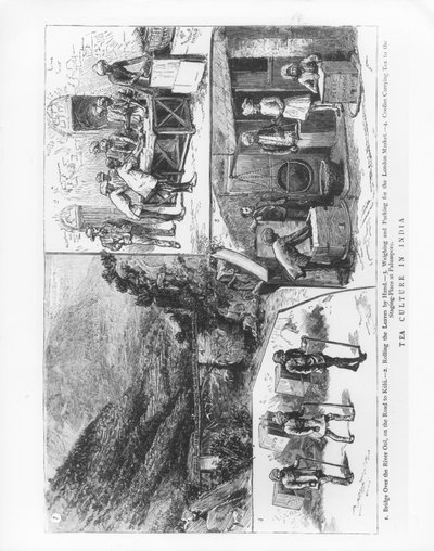 Kultura herbaty w Indiach, 1883 r. autorstwa English School