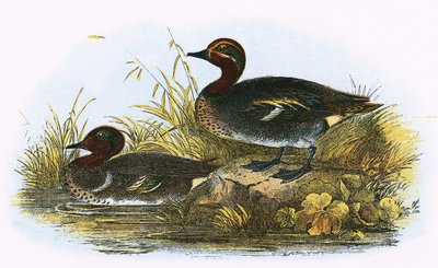 Teal (z prawej) i American Teal (z lewej) autorstwa English School